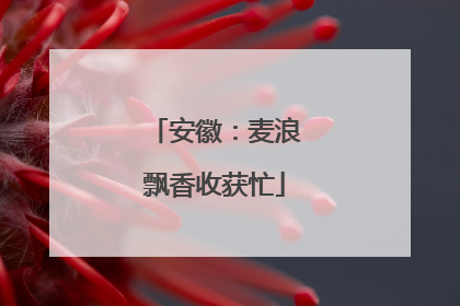 安徽：麦浪飘香收获忙